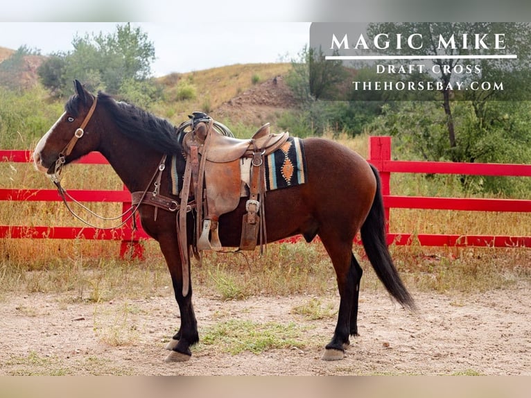 Cheval de trait Croisé Hongre 7 Ans 142 cm Bai cerise in Cliff, NM