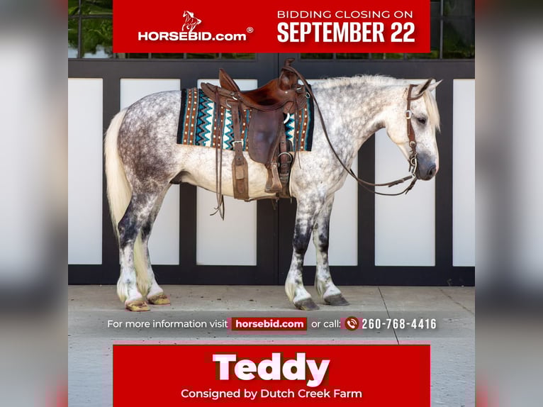 Cheval de trait Croisé Hongre 7 Ans 142 cm Gris in Shipshewana