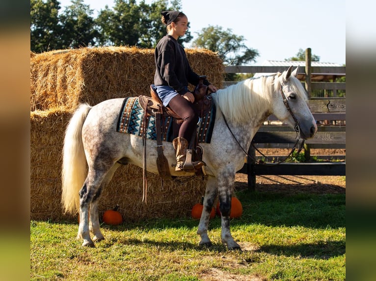 Cheval de trait Croisé Hongre 7 Ans 142 cm Gris in Shipshewana