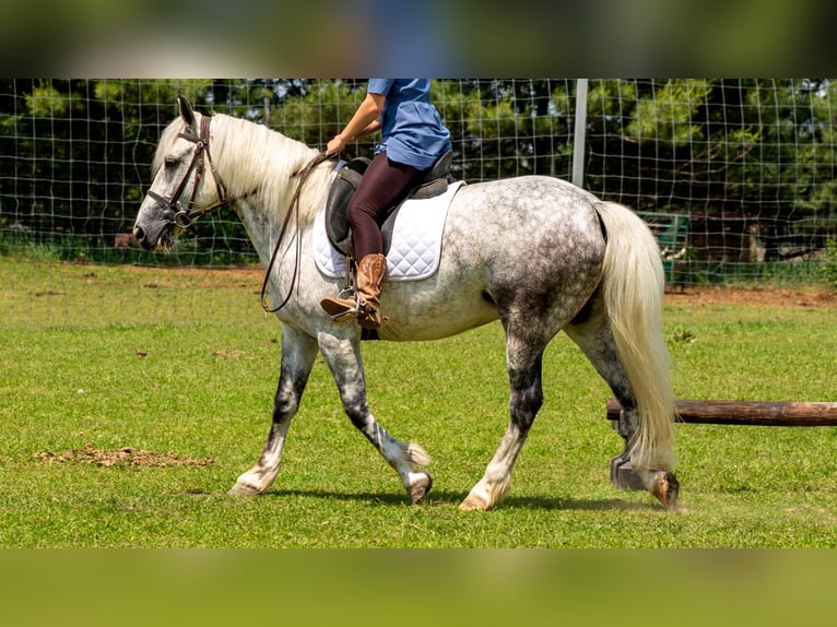 Cheval de trait Croisé Hongre 7 Ans 142 cm Gris in Shipshewana