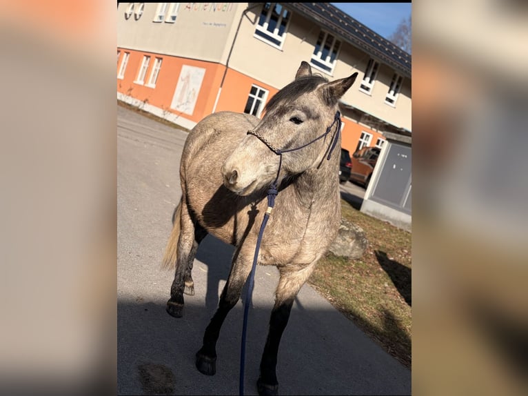 Cheval de trait Hongre 7 Ans 150 cm  in Waldkirchen