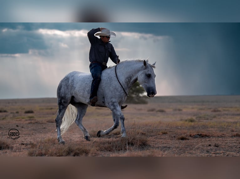 Cheval de trait Croisé Hongre 7 Ans 150 cm Gris in Canyon, TX