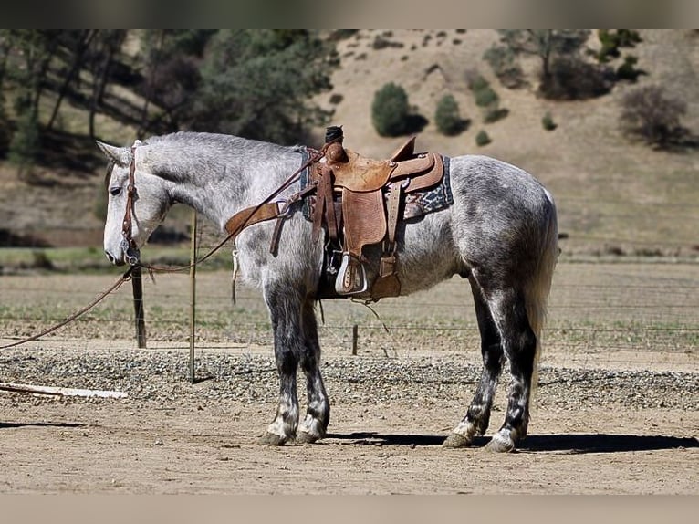 Cheval de trait Hongre 7 Ans 152 cm Gris pommelé in Paicines CA