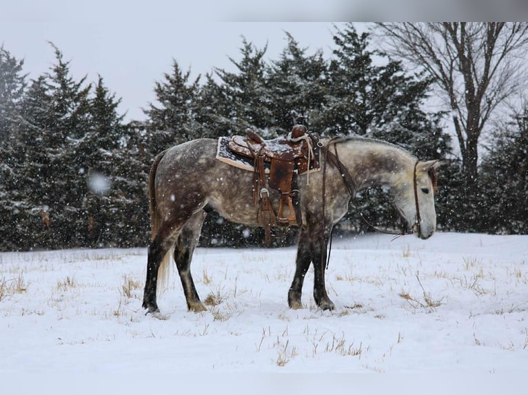 Cheval de trait Croisé Hongre 7 Ans 152 cm Gris in Ripley