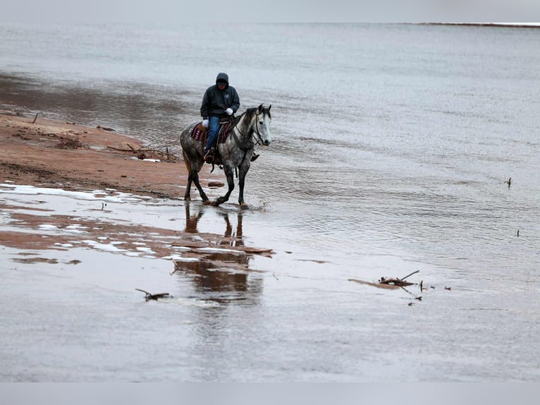 Cheval de trait Croisé Hongre 7 Ans 152 cm Gris in Ripley