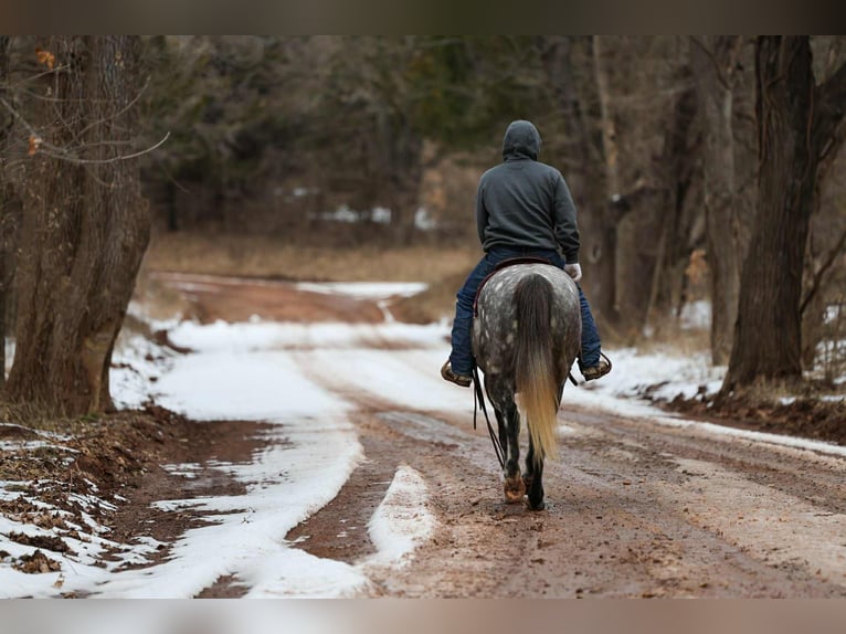 Cheval de trait Croisé Hongre 7 Ans 152 cm Gris in Ripley