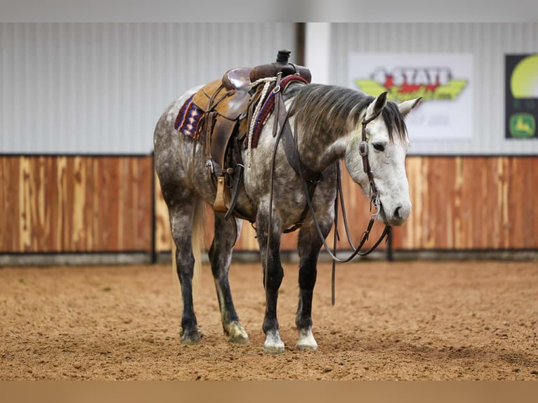 Cheval de trait Croisé Hongre 7 Ans 152 cm Gris in Ripley