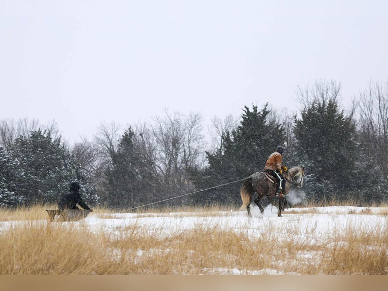 Cheval de trait Croisé Hongre 7 Ans 152 cm Gris in Ripley
