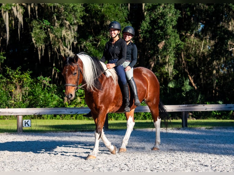 Cheval de trait Hongre 7 Ans 152 cm Pinto in Ocala