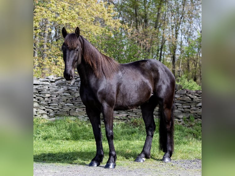 Cheval de trait Hongre 7 Ans 155 cm Noir in Everett PA