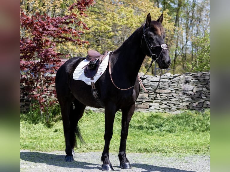 Cheval de trait Hongre 7 Ans 155 cm Noir in Everett PA