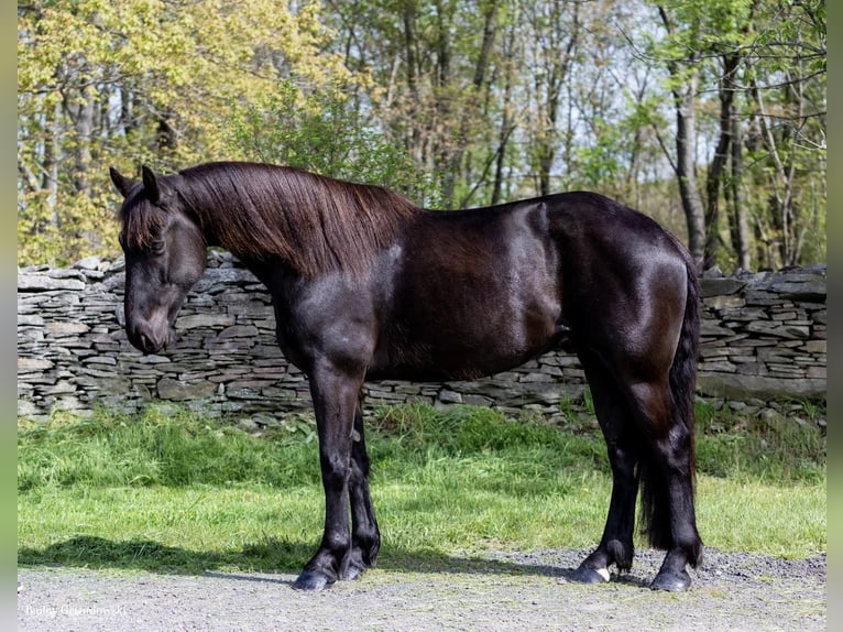 Cheval de trait Hongre 7 Ans 155 cm Noir in Everett PA