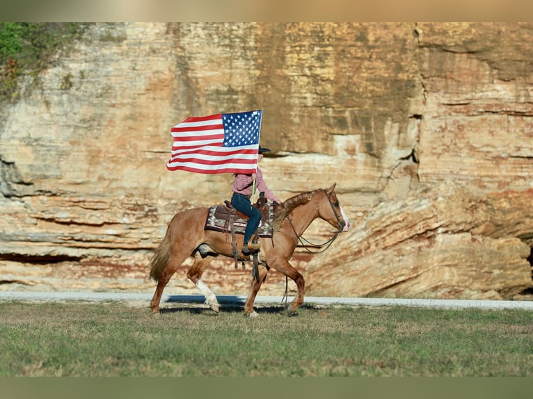 Cheval de trait Croisé Hongre 7 Ans 157 cm Alezan dun in Purdy