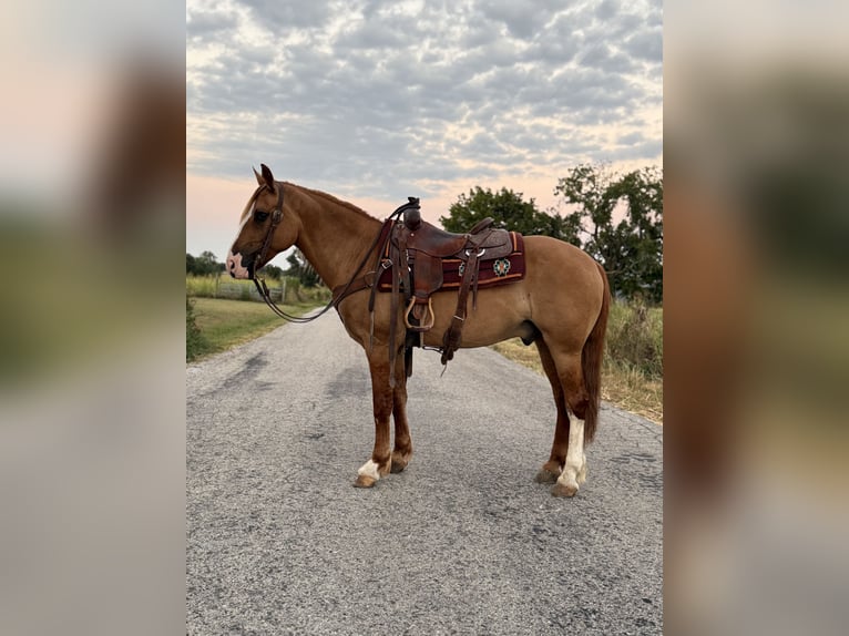 Cheval de trait Croisé Hongre 7 Ans 157 cm Alezan dun in Purdy