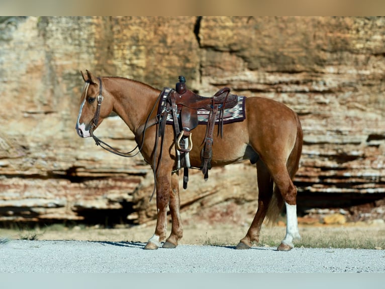 Cheval de trait Croisé Hongre 7 Ans 157 cm Alezan dun in Purdy