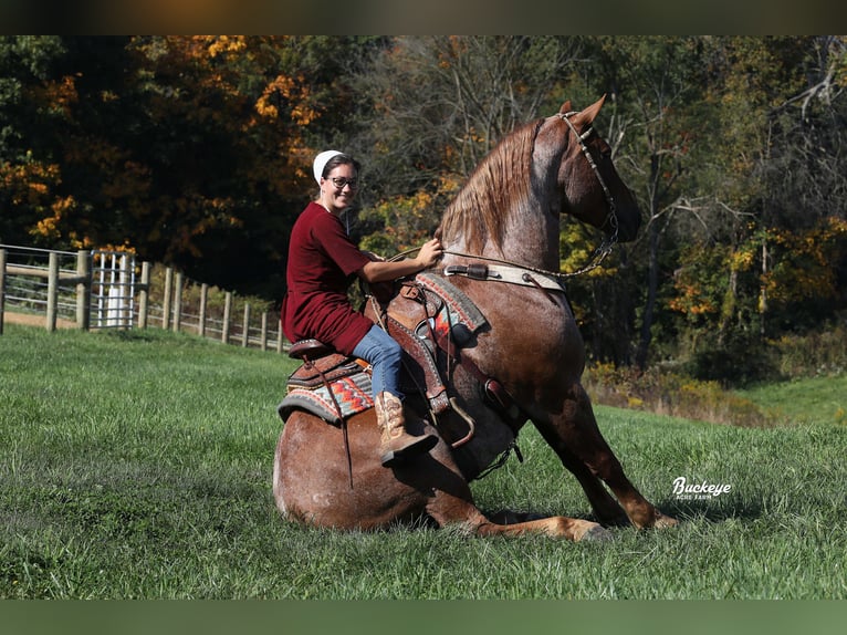 Cheval de trait Croisé Hongre 7 Ans 157 cm Rouan Rouge in Millersburg