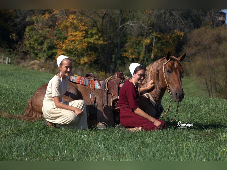 Cheval de trait Croisé Hongre 7 Ans 157 cm Rouan Rouge in Millersburg