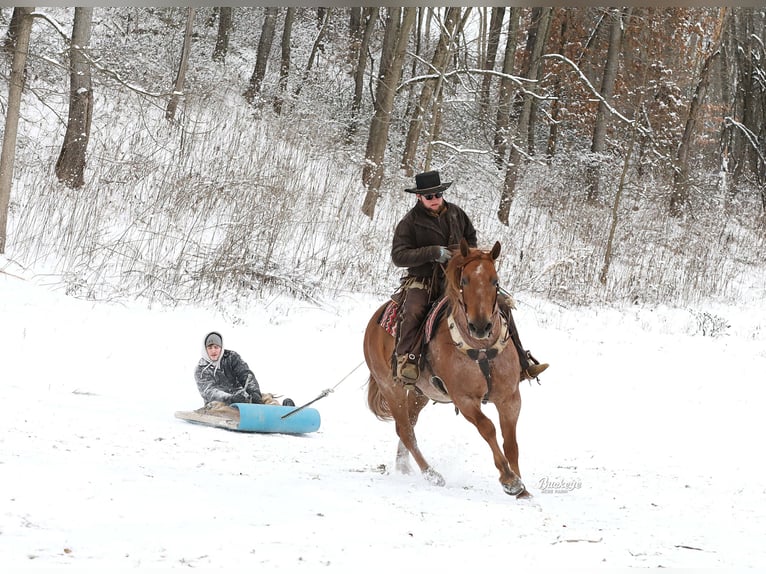 Cheval de trait Croisé Hongre 7 Ans 157 cm Rouan Rouge in Millersburg