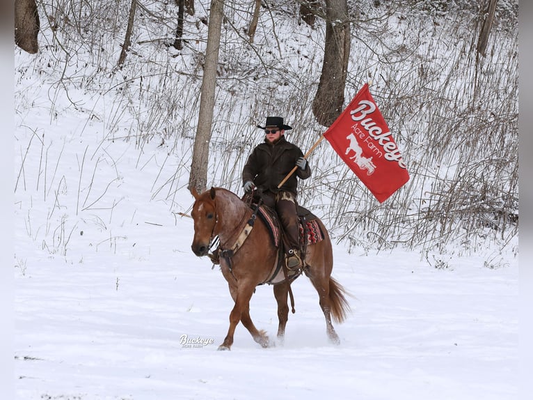 Cheval de trait Croisé Hongre 7 Ans 157 cm Rouan Rouge in Millersburg