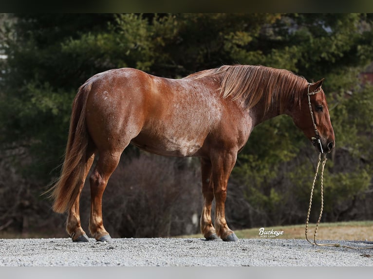 Cheval de trait Croisé Hongre 7 Ans 157 cm Rouan Rouge in Millersburg