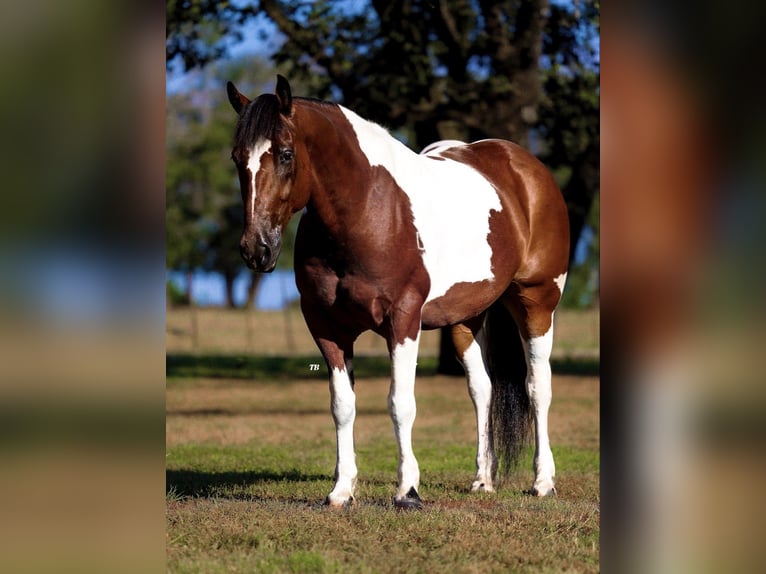 Cheval de trait Croisé Hongre 7 Ans 157 cm Tobiano-toutes couleurs in Lipan, TX