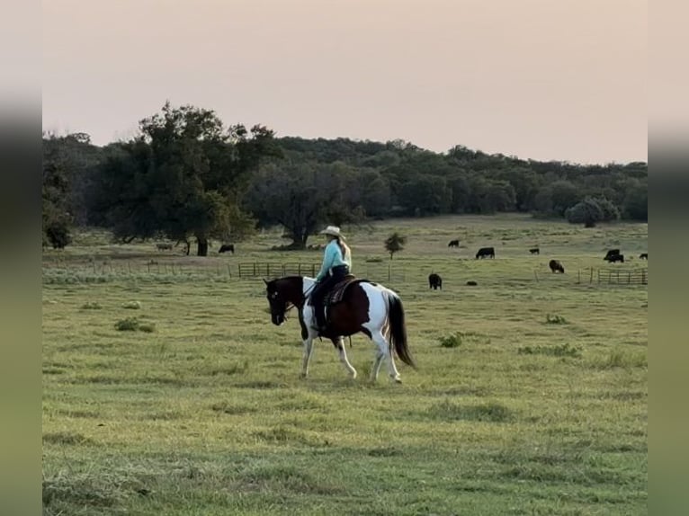 Cheval de trait Croisé Hongre 7 Ans 157 cm Tobiano-toutes couleurs in Lipan, TX