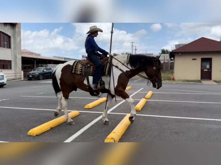 Cheval de trait Croisé Hongre 7 Ans 157 cm Tobiano-toutes couleurs in Lipan, TX