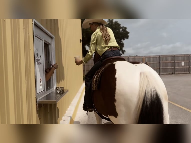 Cheval de trait Croisé Hongre 7 Ans 157 cm Tobiano-toutes couleurs in Lipan, TX