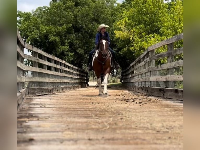 Cheval de trait Croisé Hongre 7 Ans 157 cm Tobiano-toutes couleurs in Lipan, TX