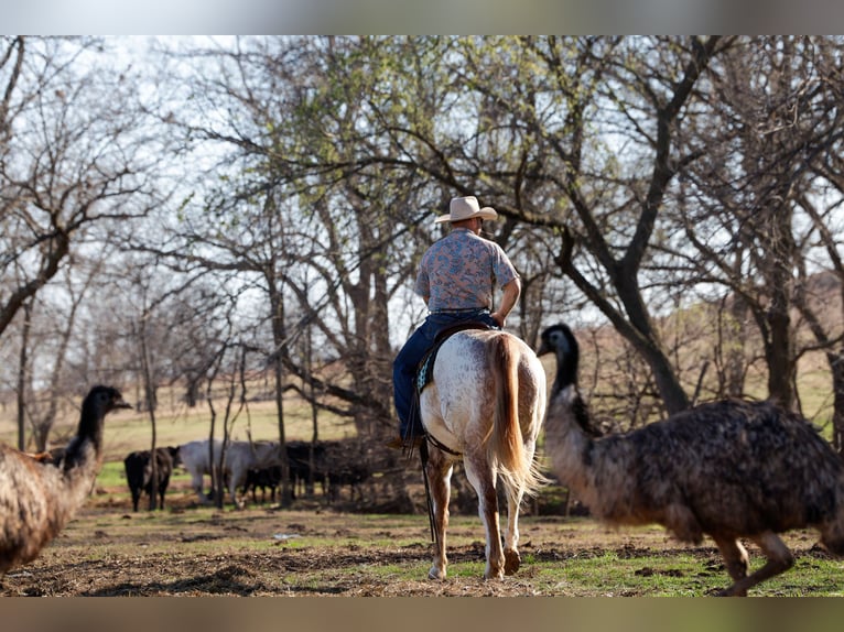 Cheval de trait Croisé Hongre 7 Ans 160 cm Alezan cuivré in Ripley
