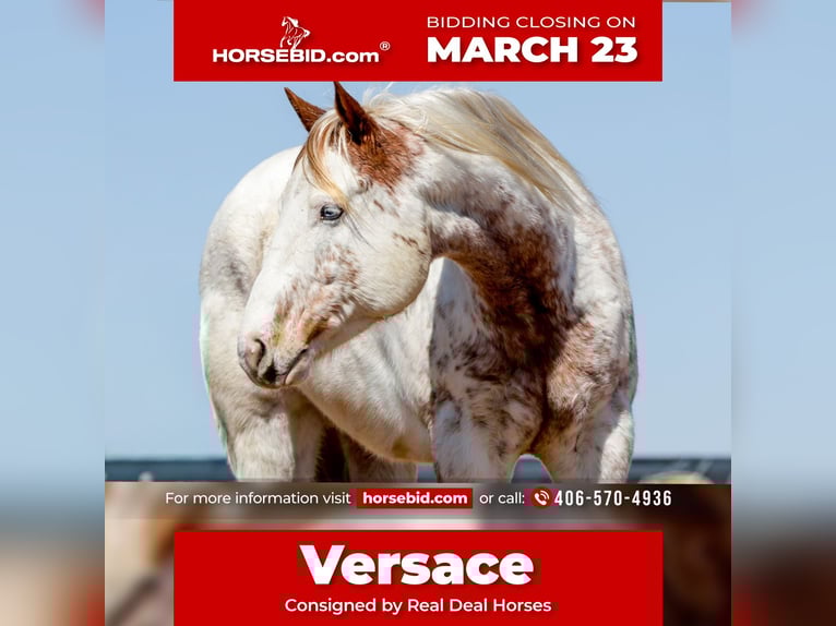 Cheval de trait Croisé Hongre 7 Ans 160 cm Alezan cuivré in Ripley