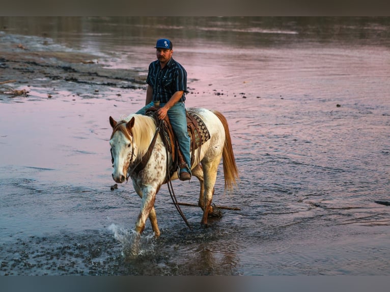 Cheval de trait Croisé Hongre 7 Ans 160 cm Alezan cuivré in Ripley
