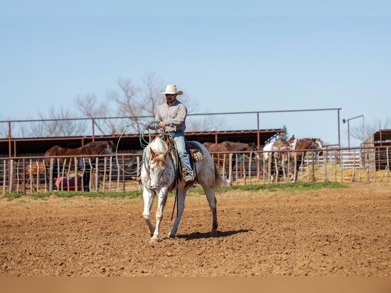 Cheval de trait Croisé Hongre 7 Ans 160 cm Alezan cuivré in Ripley