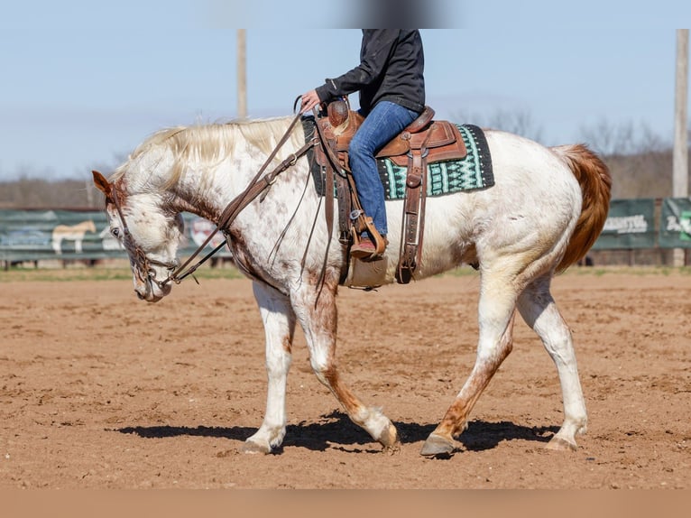 Cheval de trait Croisé Hongre 7 Ans 160 cm Alezan cuivré in Ripley