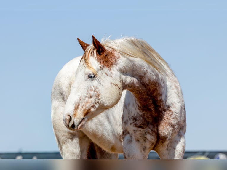 Cheval de trait Croisé Hongre 7 Ans 160 cm Alezan cuivré in Ripley