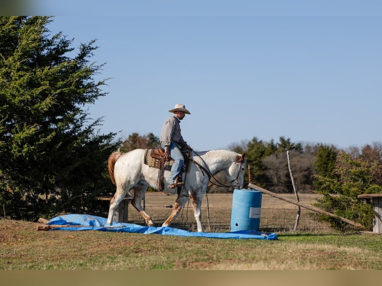 Cheval de trait Croisé Hongre 7 Ans 160 cm Alezan cuivré in Ripley