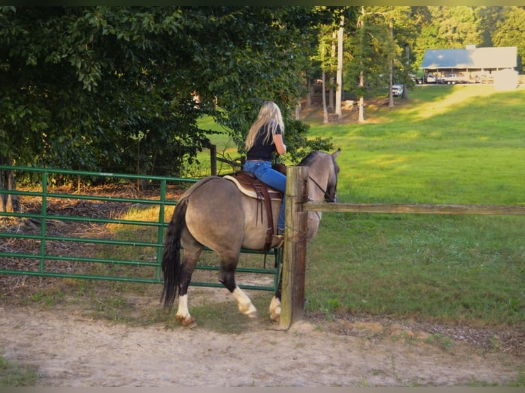 Cheval de trait Croisé Hongre 7 Ans 160 cm Grullo in Lexington