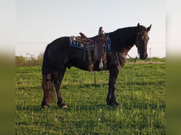 Cheval de trait Hongre 7 Ans 160 cm Noir in Bloomfield IA