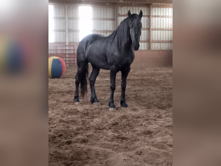 Cheval de trait Hongre 7 Ans 160 cm Noir in Bloomfield IA