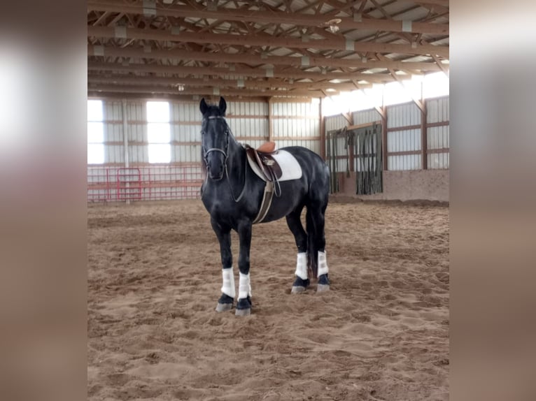 Cheval de trait Hongre 7 Ans 160 cm Noir in Bloomfield IA