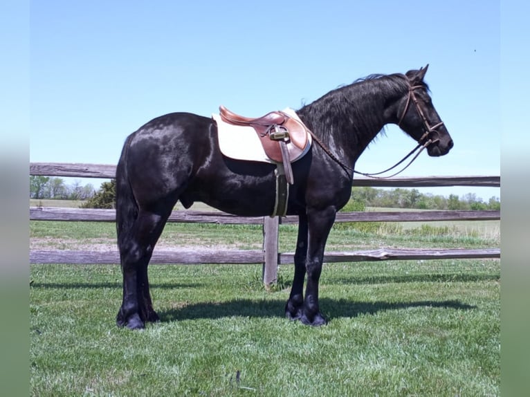 Cheval de trait Hongre 7 Ans 160 cm Noir in Bloomfield IA