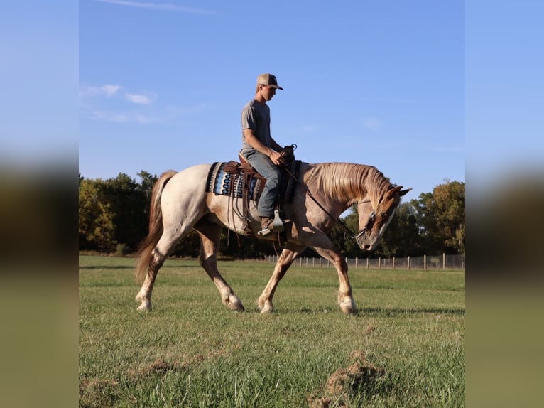 Cheval de trait Croisé Hongre 7 Ans 160 cm Rouan Rouge in Howell