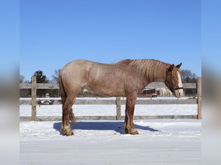 Cheval de trait Croisé Hongre 7 Ans 160 cm Rouan Rouge in Howell