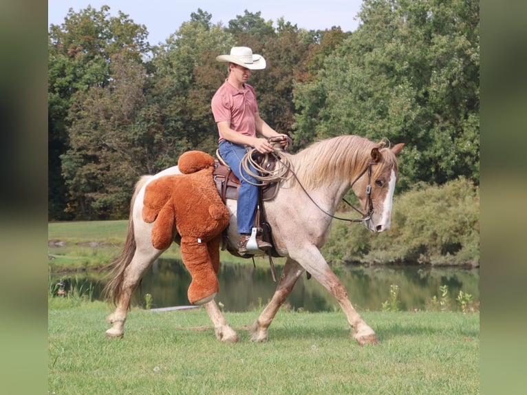 Cheval de trait Croisé Hongre 7 Ans 160 cm Rouan Rouge in Howell