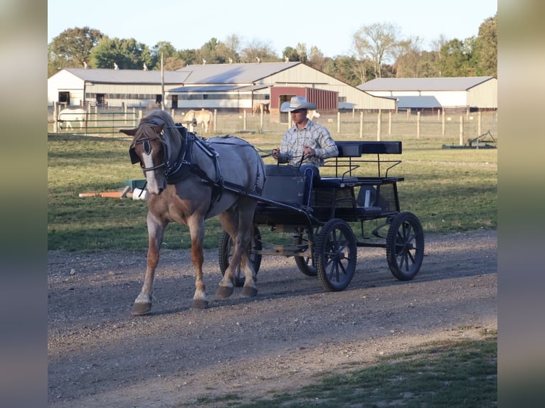 Cheval de trait Croisé Hongre 7 Ans 160 cm Rouan Rouge in Howell