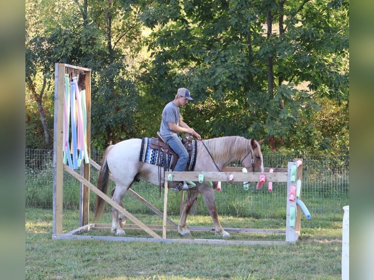 Cheval de trait Croisé Hongre 7 Ans 160 cm Rouan Rouge in Howell
