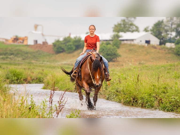 Cheval de trait Croisé Hongre 7 Ans 163 cm Bai cerise in Millersburg