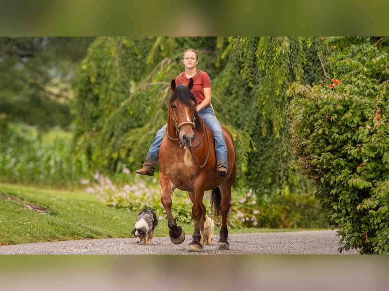 Cheval de trait Croisé Hongre 7 Ans 163 cm Bai cerise in Millersburg