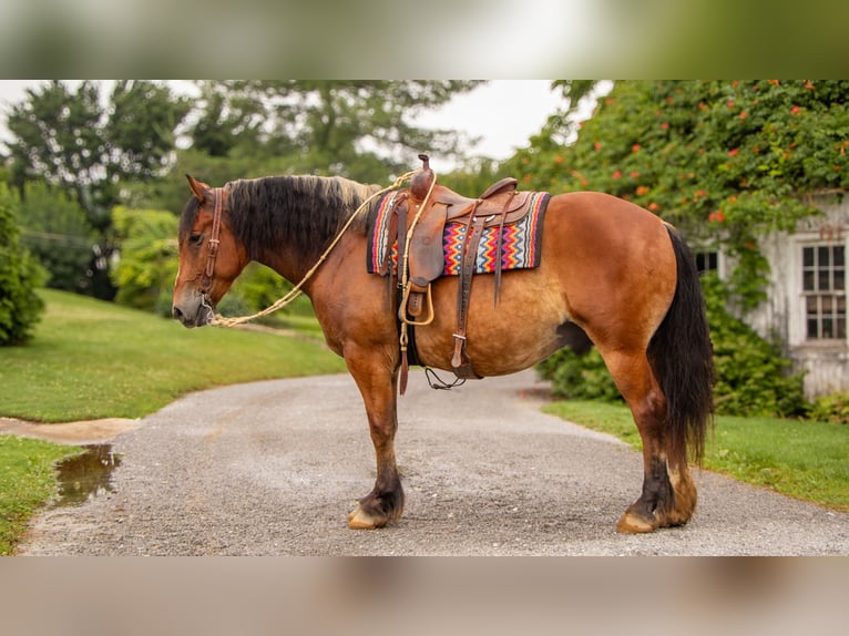 Cheval de trait Croisé Hongre 7 Ans 163 cm Bai cerise in Millersburg