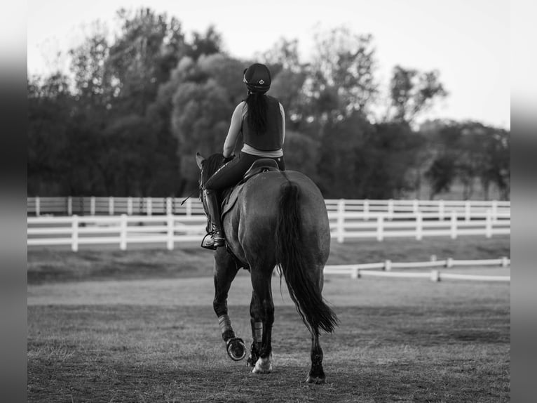 Cheval de trait Croisé Hongre 7 Ans 163 cm Grullo in Georgetown, TX